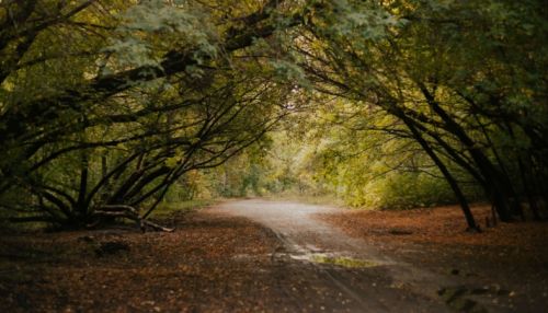 Практически безлюдно. Фотопрогулка по парку Юбилейный
