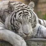 Новосибирский зоопарк показал кадры подросшего белого тигра Кови из Барнаула