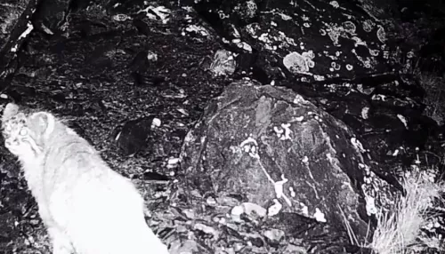 Ночная прогулка манула по Сайлюгемскому нацпарку попала на видео