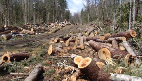 Более 11 гектаров леса восстановят в Змеиногорском районе после сплошных рубок