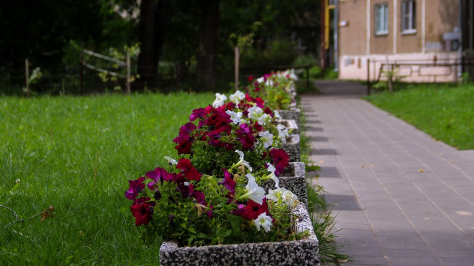 Сквер по ул. Антона Петрова, 200 в Барнауле