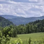 Компанию из Республики Алтай уличили в лесозаготовке с нарушениями