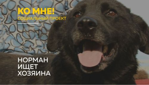 Ко мне!: история добродушного пса Нормана, который попал в приют