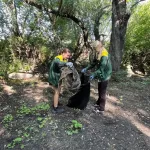 Эко-активисты в Барнауле очистили берег Пивоварки от мусора