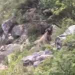 Туристы напугали медведя у водопада Учар в Республике Алтай
