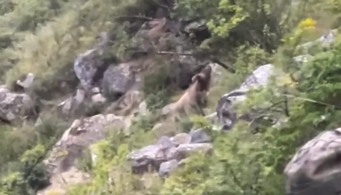 Туристы напугали медведя у водопада Учар в Республике Алтай