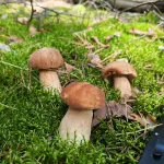 День белого гриба: где в Алтайском крае искать лесной деликатес