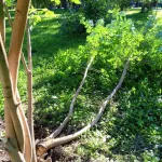 Вандалы сломали более 50 деревьев в барнаульском парке Изумрудный