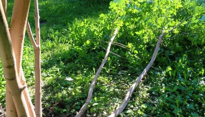 Вандалы сломали более 50 деревьев в барнаульском парке Изумрудный