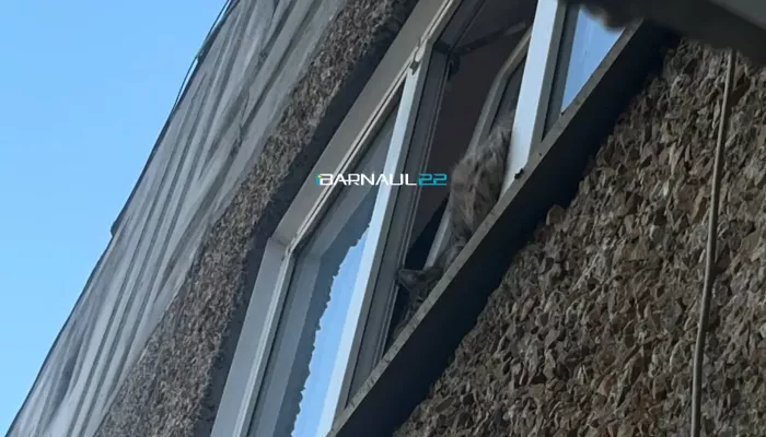 Жители Новоалтайска всем подъездом пытались спасти застрявшую в окне кошку
