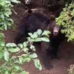 Медведи продолжают бродить по селам Республики Алтай