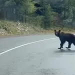 Очередную встречу с медведем запечатлели в Республике Алтай. Видео