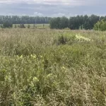 Арендатор убрал стихийную свалку в Алтайском крае, но снова получил предостережение