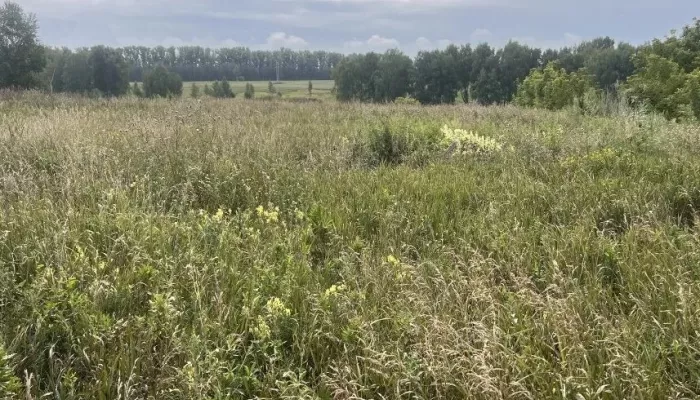 Арендатор убрал стихийную свалку в Алтайском крае, но снова получил предостережение