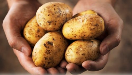 Картофель в форме сердца продают в Барнауле за 250 тысяч рублей