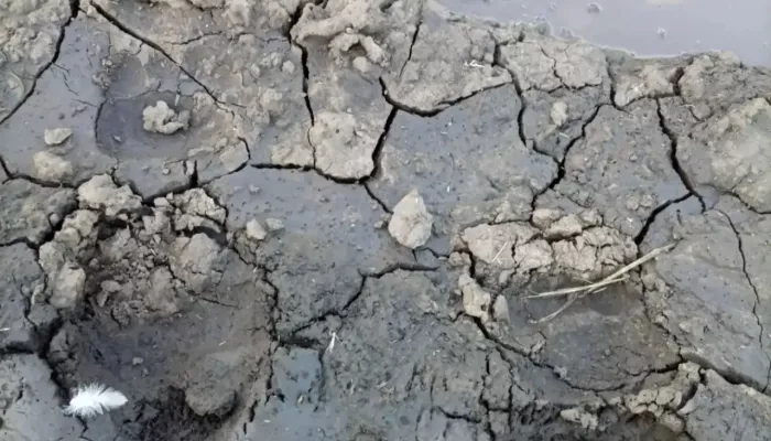 Следы медведя обнаружили недалеко от села в Алтайском крае