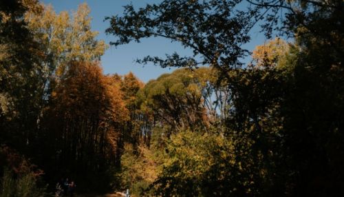 Красно-желтая осень. Фотопрогулка по барнаульскому дендрарию