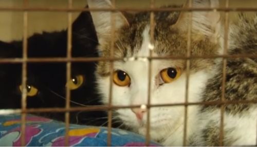 Ко мне!: как кошка Тулуза оказалась в барнаульском приюте Ласка