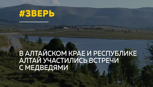 Медведи все чаще выходят к людям в Алтайском крае и Республике Алтай