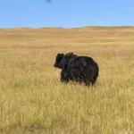 Алтайские туристы чуть не прыгнули со скалы, приняв яка за медведя