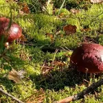Грибники Алтайского края показали свои трудовые находки. Фото