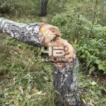 Подростки сломали 12 берез у детской площадки в пригороде Барнаула