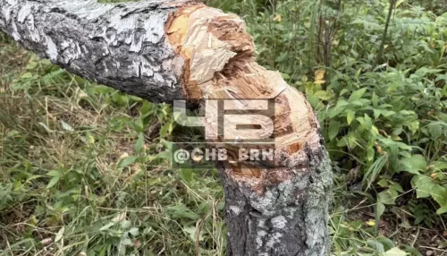 Подростки сломали 12 берез у детской площадки в пригороде Барнаула
