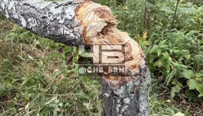 Подростки сломали 12 берез у детской площадки в пригороде Барнаула