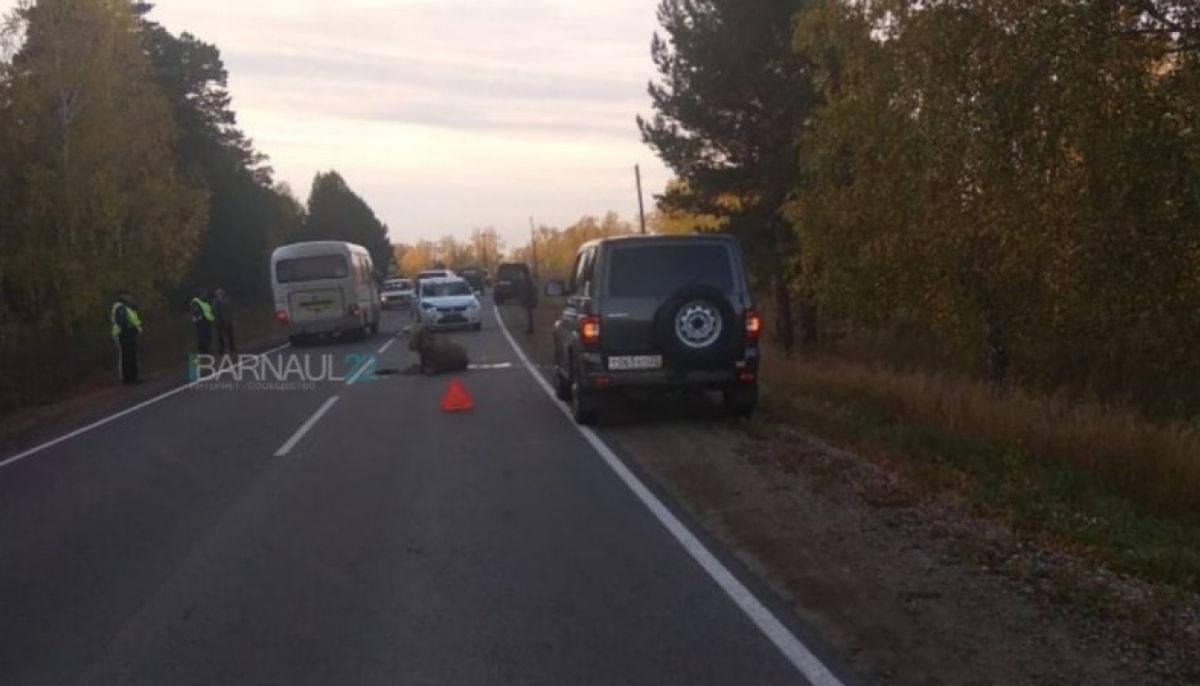 Лось выскочил пол колеса машины на трассе в Алтайском крае - Толк 26.09.2019