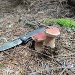 В ожидании опят: чем радует алтайских грибников лес в конце лета. Фото