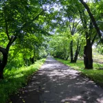 25-градусное тепло вернется в Алтайский край уже к выходным