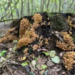 Гриба будет много: в лесах Алтайского края пошли первые опята. Фото