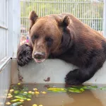 Мы, конечно, в шоке: в зоопарке Барнаула рассказали, сколько съедает медведь Миша