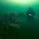 Подводный мир Телецкого озера на границе лета и осени засняли в Горном Алтае. Фото