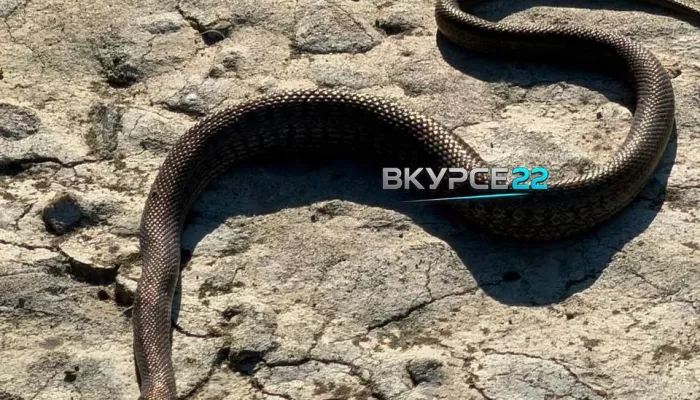Собаки поймали опасную гадюку в самом центре Барнаула