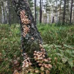 Много малышей: в каких лесах Алтайского края растет больше всего опят. Фото