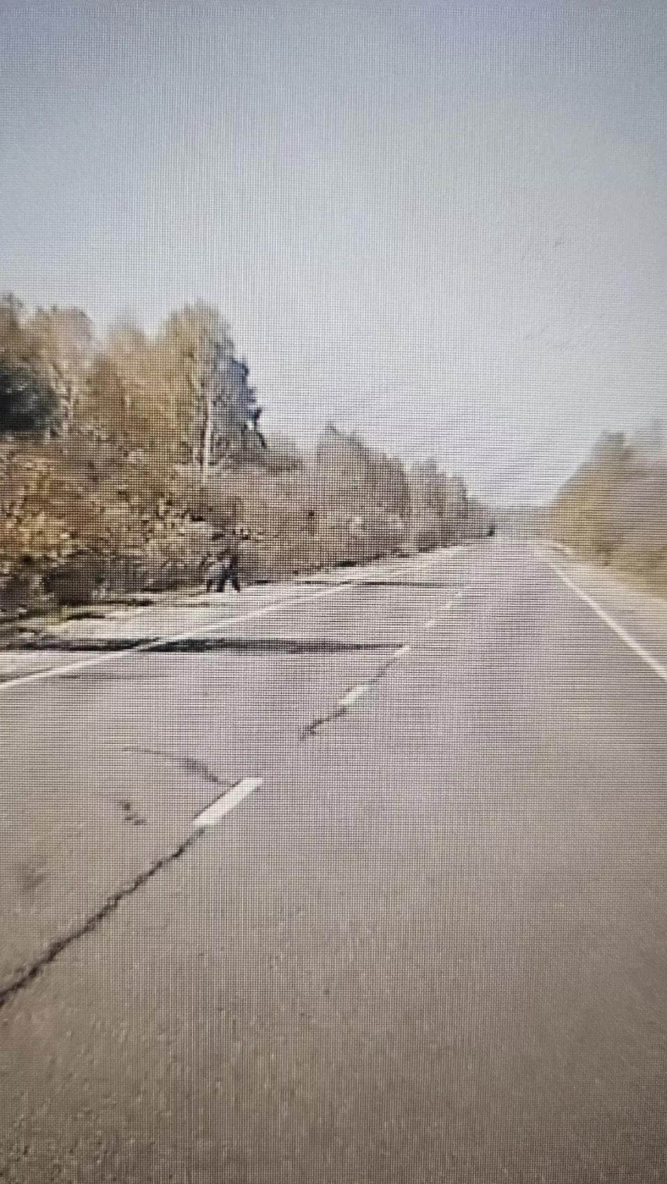 Медведь на алтайской трассе