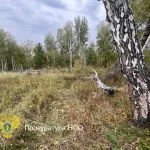 Охотника застрелили во время охоты на медведя под Новосибирском. Фото