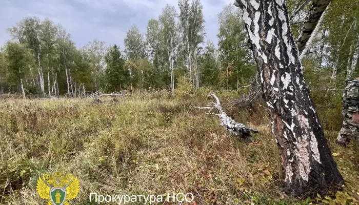 Охотника застрелили во время охоты на медведя под Новосибирском. Фото