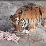 В барнаульском зоопарке показали протеиновый завтрак тигрицы Ракши. Видео