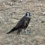 В Сайлюгемском нацпарке выпустили в дикую природу соколов-балобанов