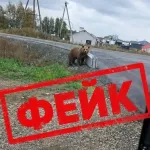 Фейк с медведем создали в Алтайском крае: какая ответственность грозит автору