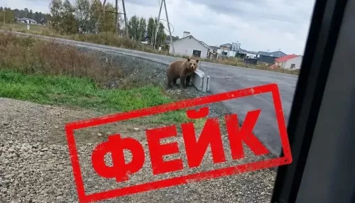 Фейк с медведем создали в Алтайском крае: какая ответственность грозит автору
