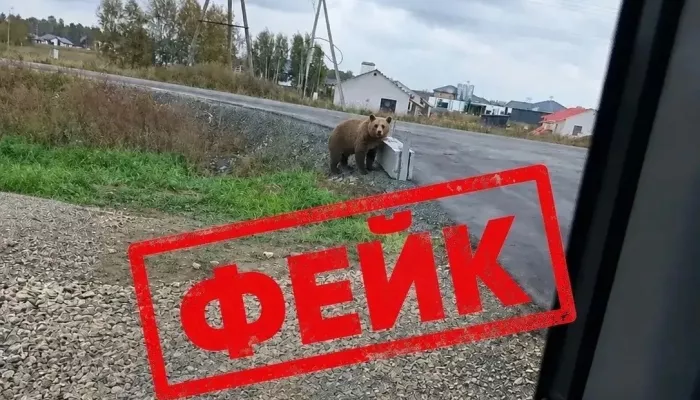 Фейк с медведем создали в Алтайском крае: какая ответственность грозит автору