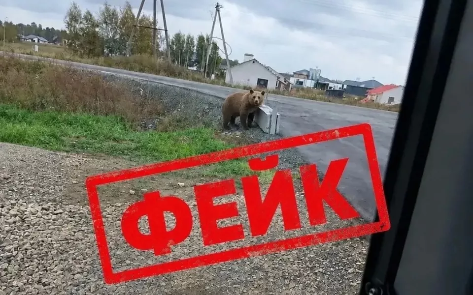 Фейк с медведем создали в Алтайском крае: какая ответственность грозит автору