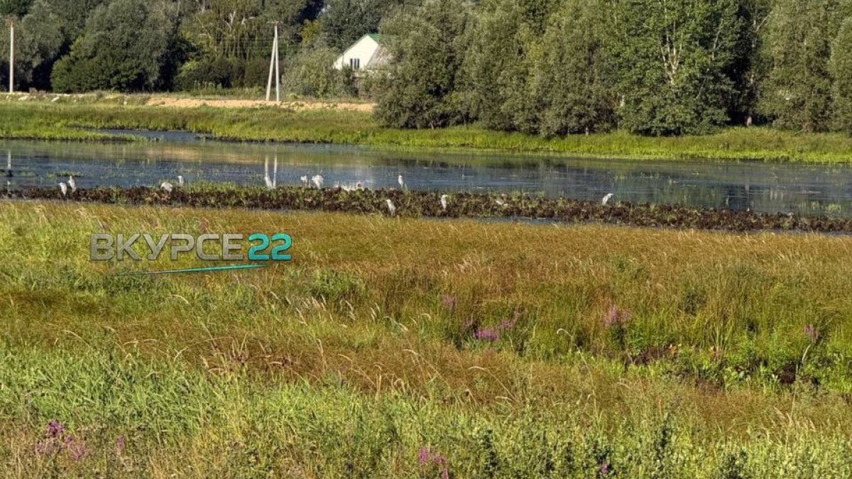 Белые цапли в Барнауле