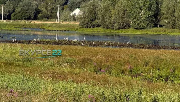 В барнаульком микрорайоне заметили краснокнижных белых цапель