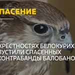 Спасенных от контрабанды соколов-балобанов выпустили на волю на Алтае