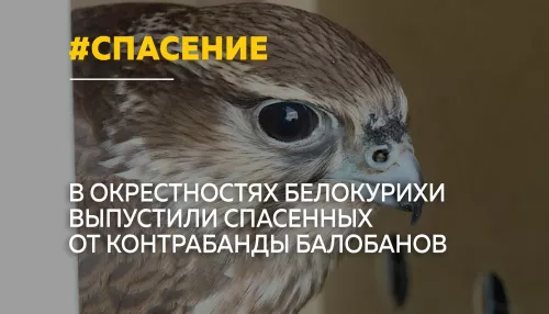 Спасенных от контрабанды соколов-балобанов выпустили на волю на Алтае
