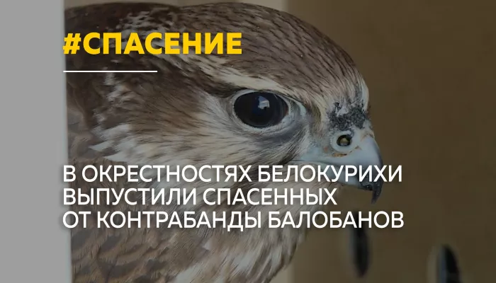 Спасенных от контрабанды соколов-балобанов выпустили на волю на Алтае